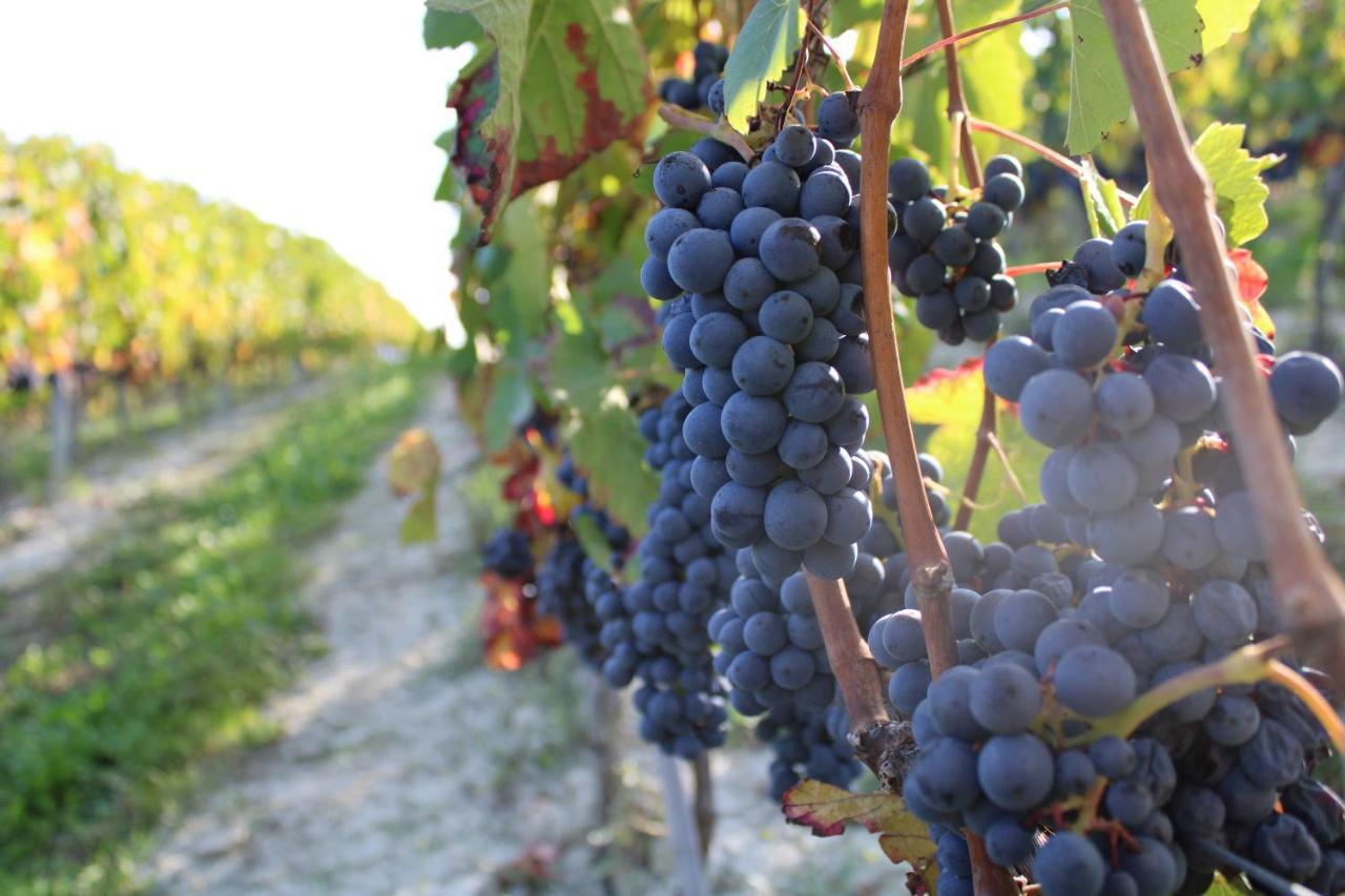 Agriturismo La Mussia Castelnuovo  Εξωτερικό φωτογραφία