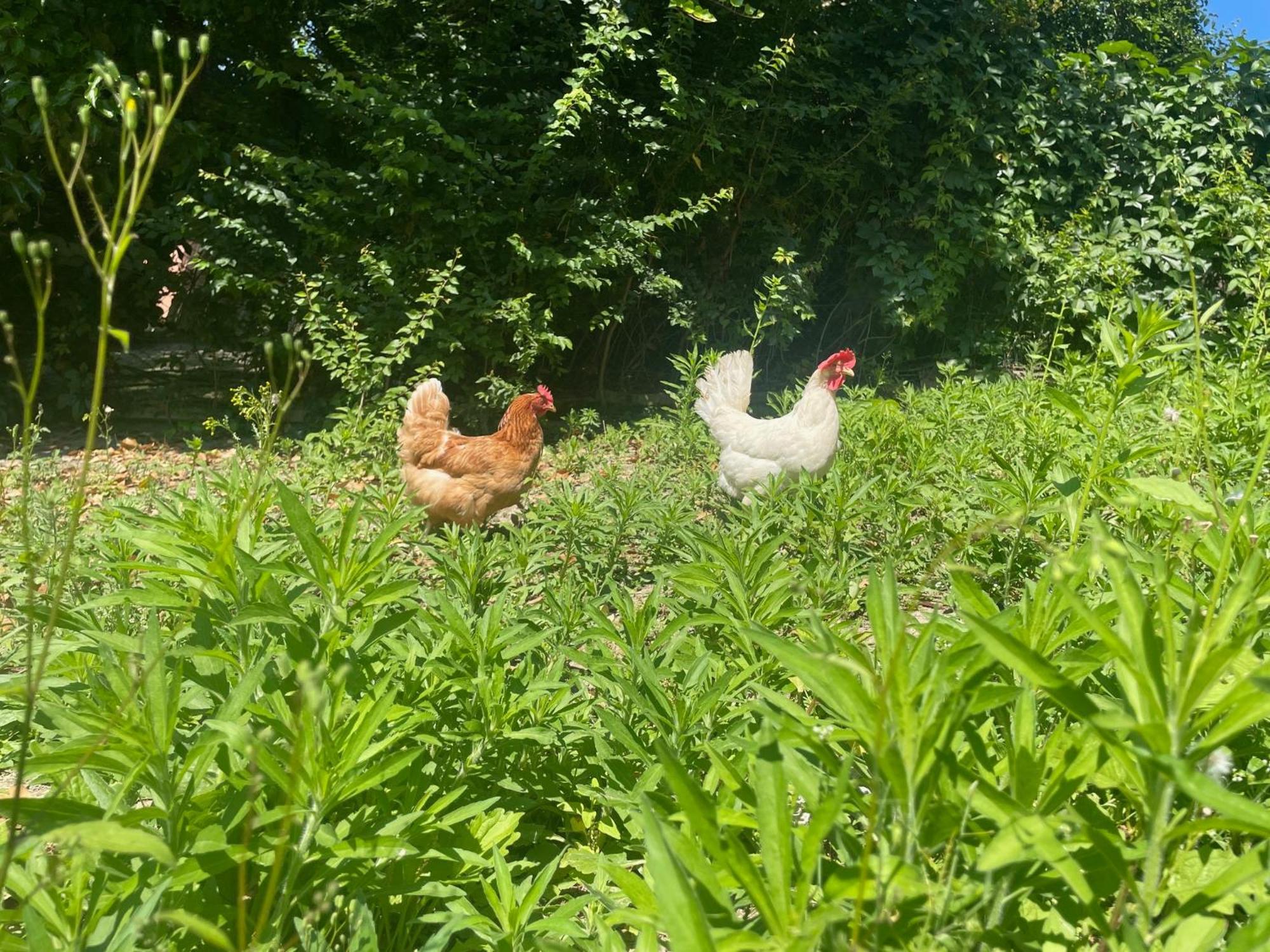 Agriturismo La Mussia Castelnuovo  Εξωτερικό φωτογραφία